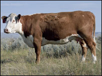 Vaca da raça Hereford, que teve o genoma seqüenciado (Foto: NHGRI)