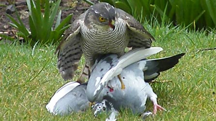 sparrowhawk1.jpg