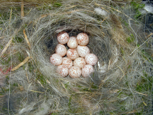 Easy to watch © Richard Castell