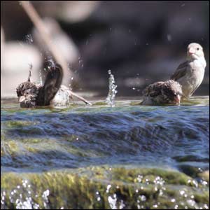 عکس از حميد ورسی 