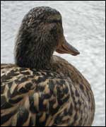 A duck: One of John's Severn fans