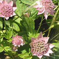 Astrantia maxima