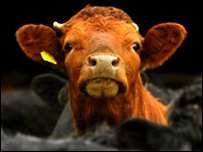 Глава на крава