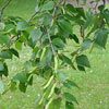 Betula pendula