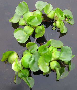 Water hyacinth