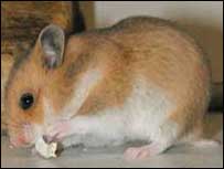 Jamie is finally admitting to causing the death of a pet hamster