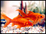 Goldfish