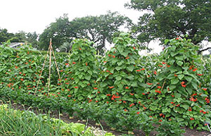 Beans growing up canes