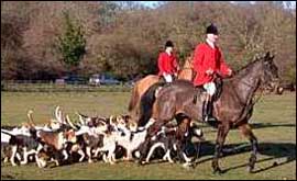 The New Forest Hounds