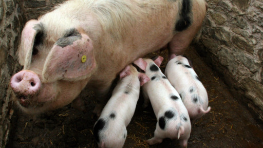 母猪和小猪