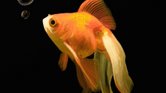 Goldfish
