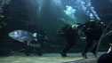 Divers in a shark tank