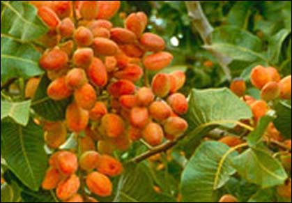 پسته په غوزه کې