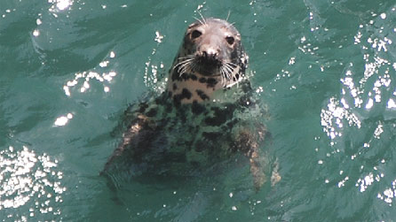 A local resident grey seal, pops up to pose for my camera.