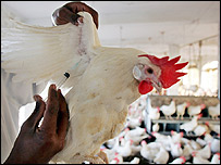 Tiêm phòng cho gà