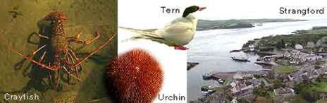 Image of Caryfish, Tern, Urchin and Strangford