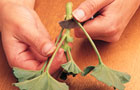 Removing leaves from a pelargonium cutting
