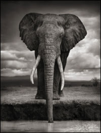 Foto: Nick Brandt. Cortesia A. Galerie