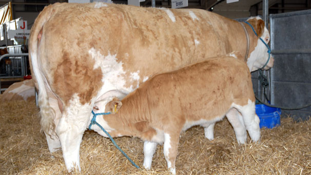 A Simmental calf discovers that looking good is thirsty work.