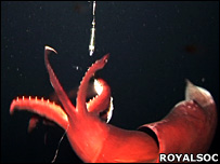 Lula gigante em ação