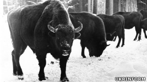 Біловезька пуща