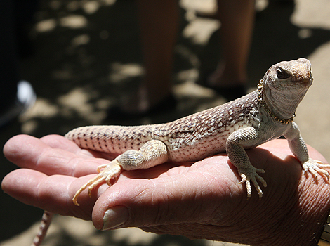 A pet lizard on someone's hand