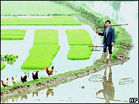 Campo de arroz na China (foto arquivo)