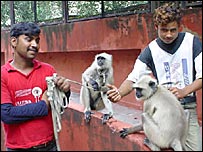 लंगूर के साथ फ़िरोज़ और उसका साथी