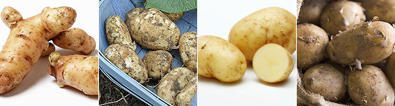 Pink Fir Apple, Arran Pilot, King Edward, International Kidney