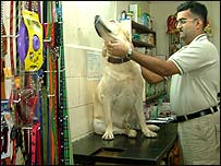 कुत्तों का पार्लर