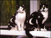 Gatos pintados