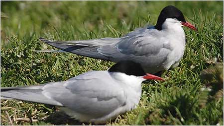 Terns