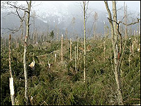 Po vichřici, zdroj:www.pravda.sk