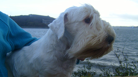 Sealyham Terrier. Image by Rachel Garside.