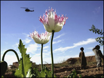 अफ़ीम की खेती