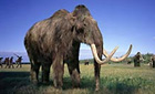 Radio 4: Whatever happened to the Woolly Mammoth?