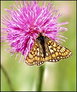 Butterfly: Pic by James Chubb.