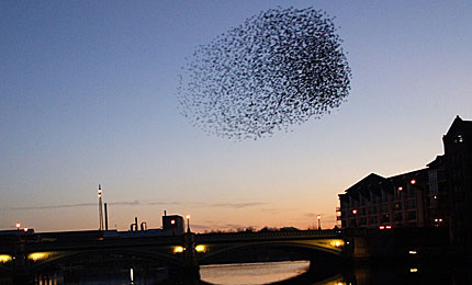 Starlings