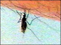 Mosquito da malária