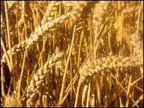 دکوکنارو دکښت له منځه تلل