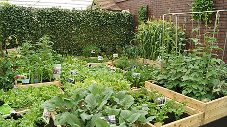 Morrisons Lets Grow to Chelsea