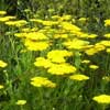 Yarrow