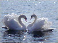 Swans at Pensthorpe