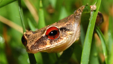 coqui frog - photo by cesar cabrera