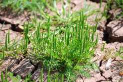The rare arable plant, Mousetail, in bloom