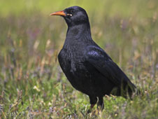 Chough (c) RSPB images