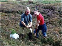 Two people digging amongst heather in Scotland