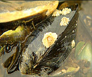 The mussel - one of the tastiest shell fish around