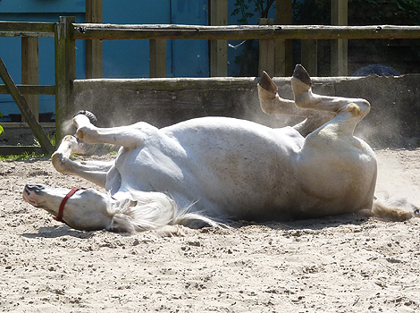 A white horse rolling on its back