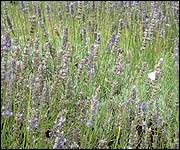 Lavender garden